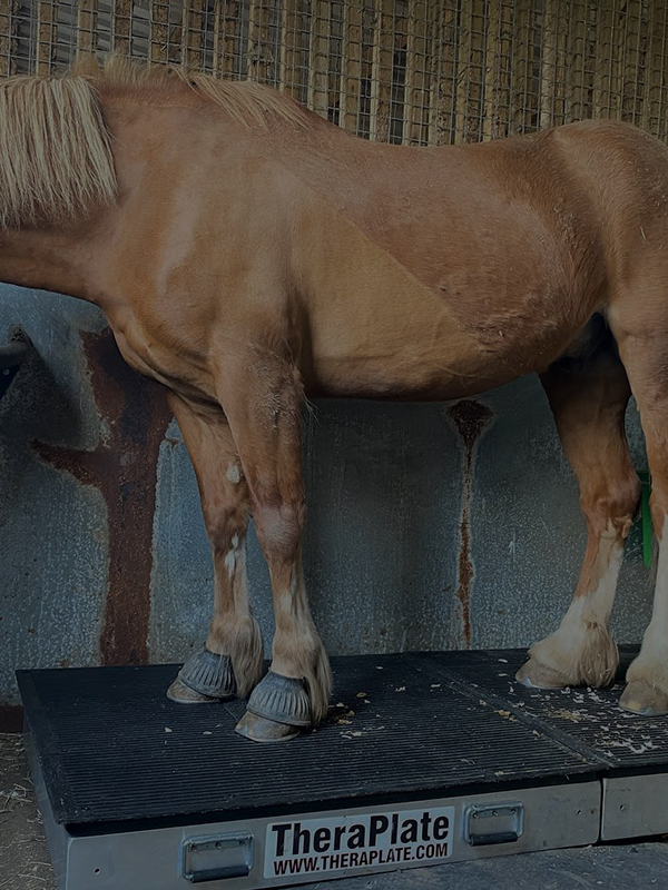 [company name]